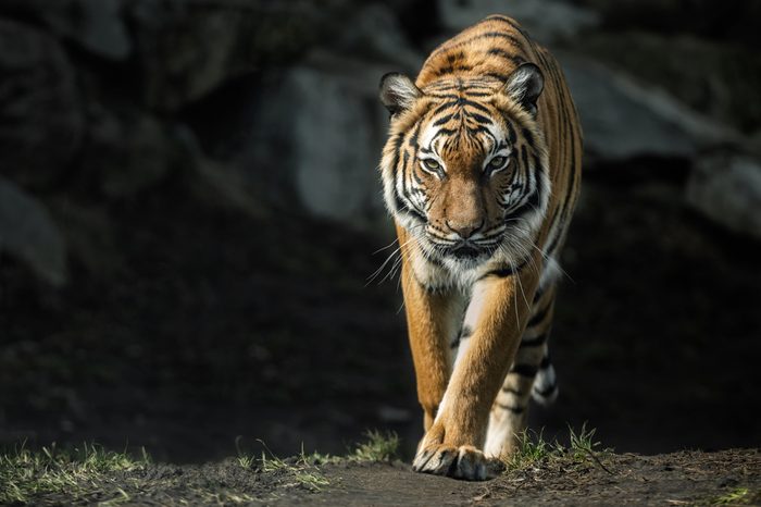 Beautiful malayan tiger female walking straight