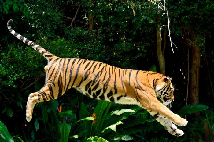 Tiger (Panthera tigris) performing a jump.