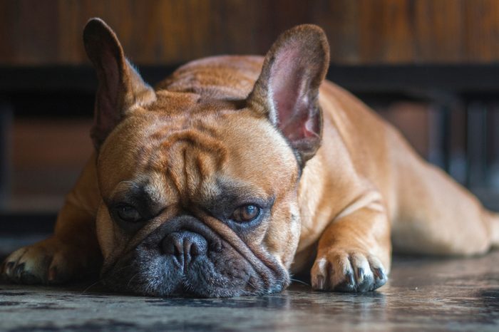 Warning Signs of Heat Stroke in Dogs | Reader's Digest