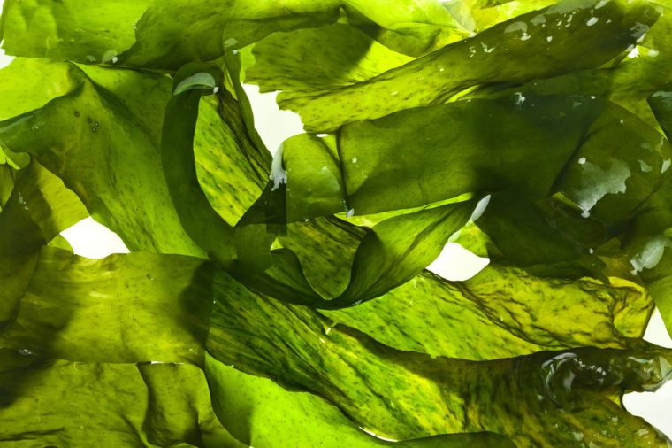 wet seaweed kelp ( laminaria ) surface close up macro shot texture background