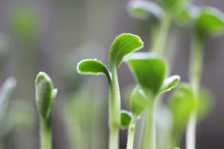 Little sprouts macro.