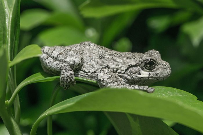 Gray tree frog resting on a leaf