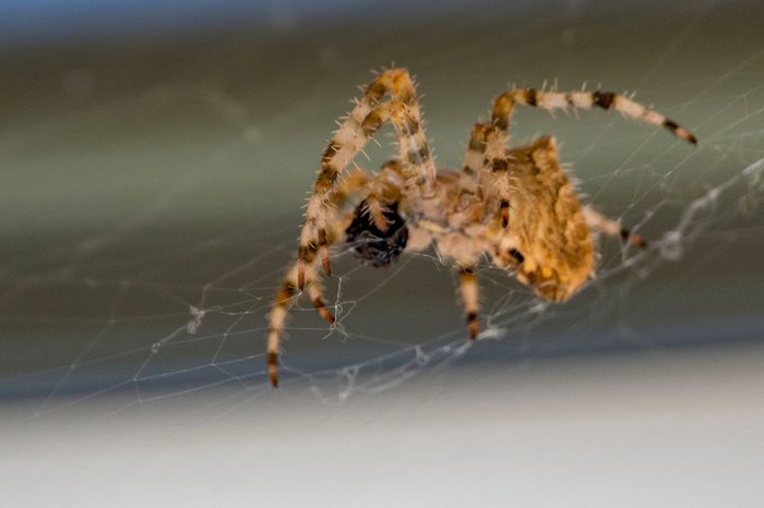 Photograph of a cat face spider in its web with a blurred background.