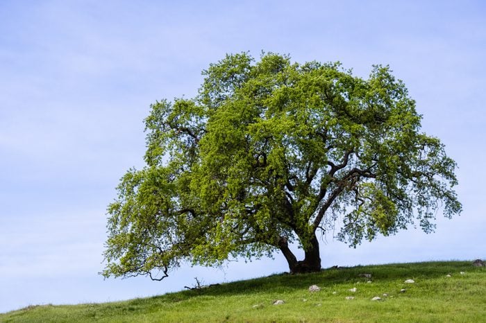 Valley oak (Quercus lobata) on a hill with new green leaves growing in springtime, Santa Clara county, south San Francisco bay area, California