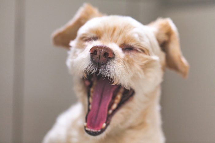 dog yawning sleep