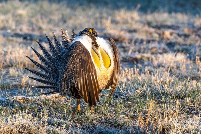 Male Greater Sage-Grouse Mating Courtship Ritual