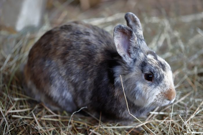 Full body of white-brown-grey domestic pygmy rabbit.
