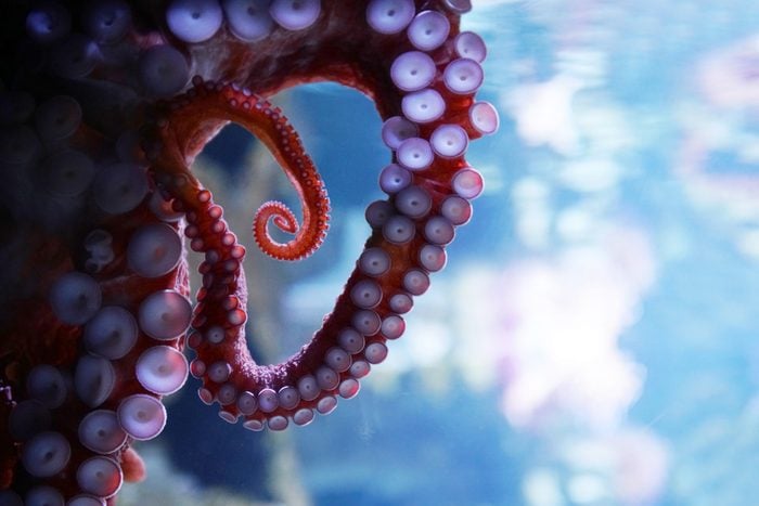 close up on live octopus in the aquarium
