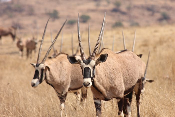 Eland and Gemsbok 2 antelope from Africa.
