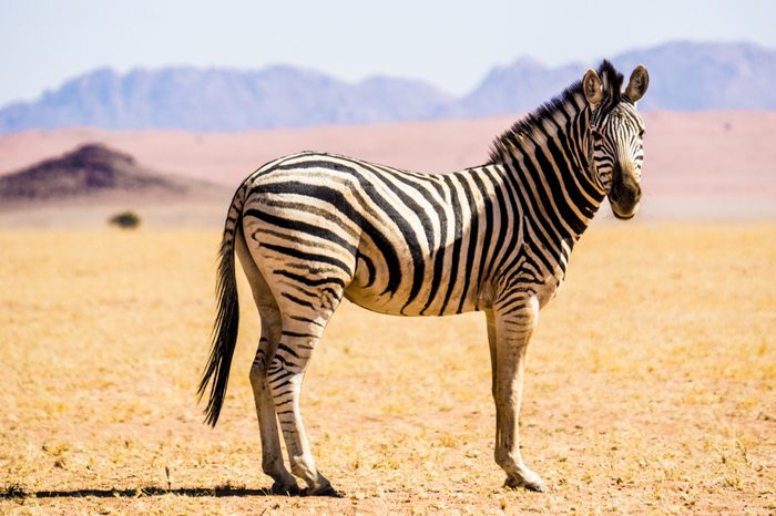 Lone common zebra or plains zebra standing in the desert beneath colourful mountains, Namibia. 