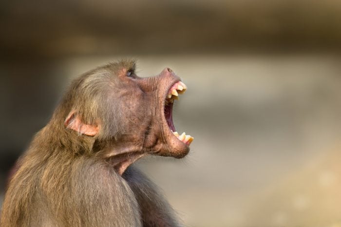 Baboon monkey (Pavian, genus Papio) screaming with large open mouth and pronounce sharp teeth.