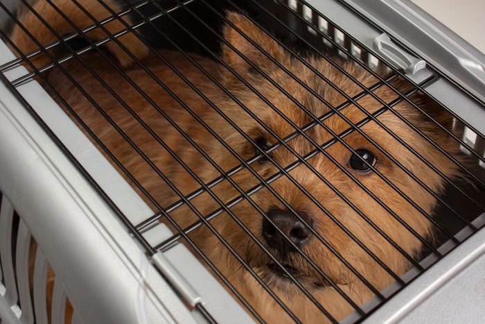 Little dog (Norwich Terrier) in dog carrier with sad eye