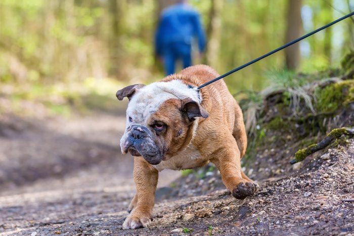 English Bulldog in the forest drags at a leash