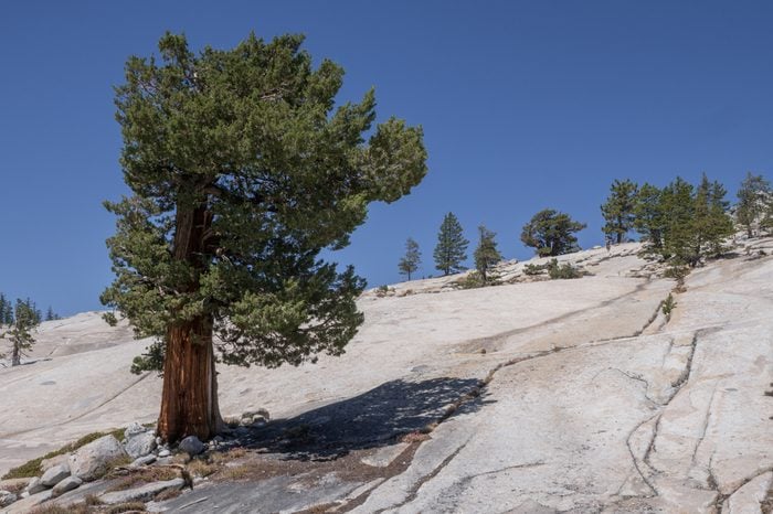 A lone western juniper tree on the ledges above olmsted point in Yosemite national park.