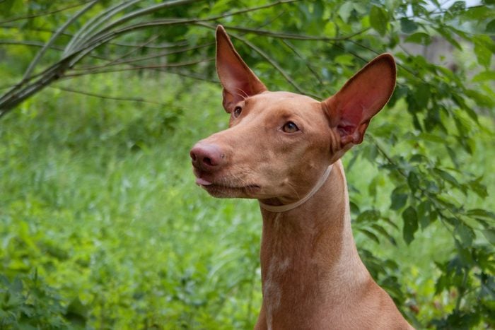 Pharaoh Hound standing in the woods