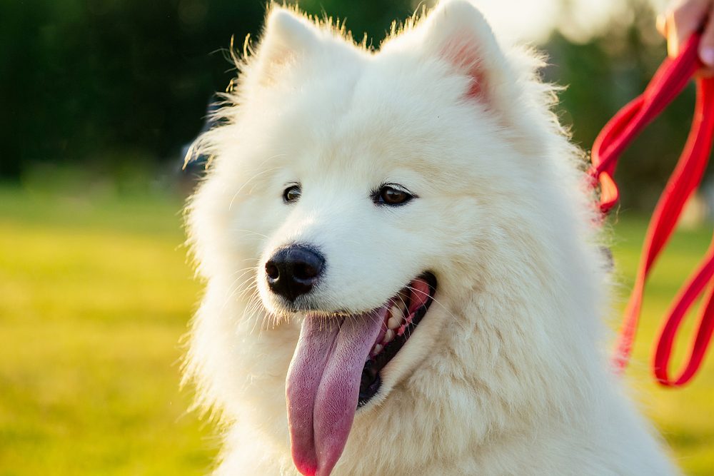 white samoyed dog with tongue out sitting outside on a sunny day