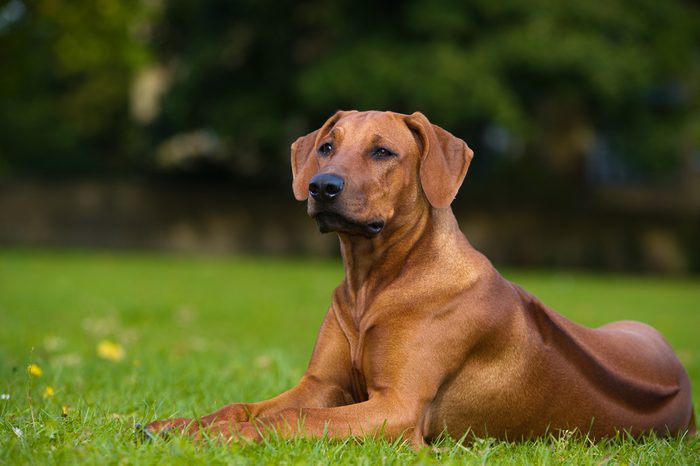 rhodesian ridgeback hound dog sitting on a grassy field