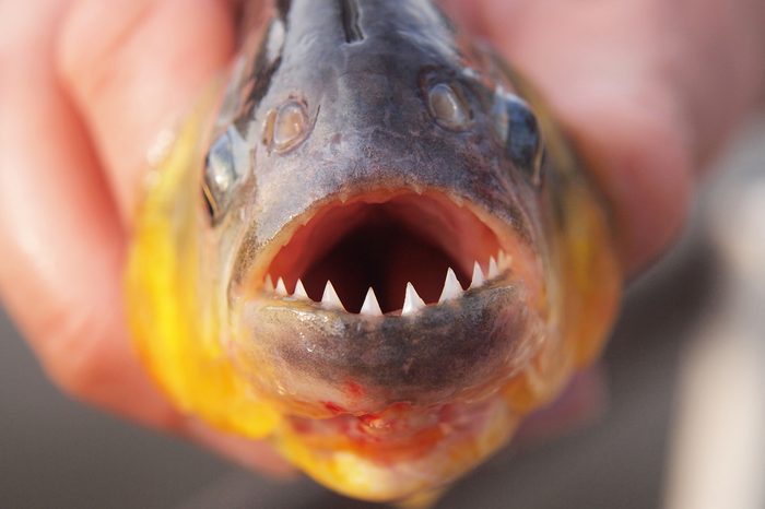 Man's hand holding freshly caught piranha fish with big teeth in Pantanal, Brazil. Horizontal orientation, close up.