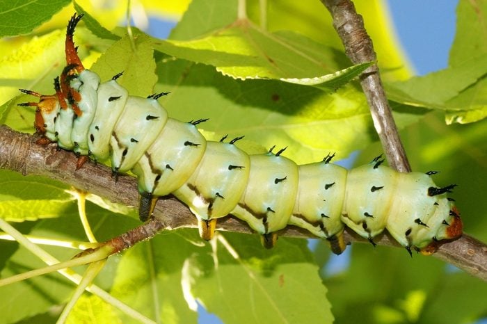 Huge Caterpillar of a Royal Walnut Moth, Regal Moth or Hickory Horned Devil, Citheronia regalis
