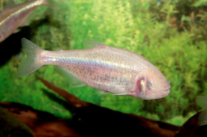 Blind cave mexican tetra aquarium fish