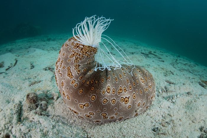 A common, large sea cucumber (Bohadschia argus) is easy to identify due to its distinctive pattern. This species can extrude sticky defensive threads called cuverian tubules.