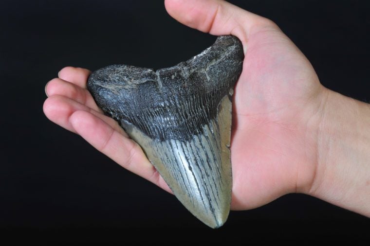 Giant Megalodon Shark Tooth, Ten Million Years Old.