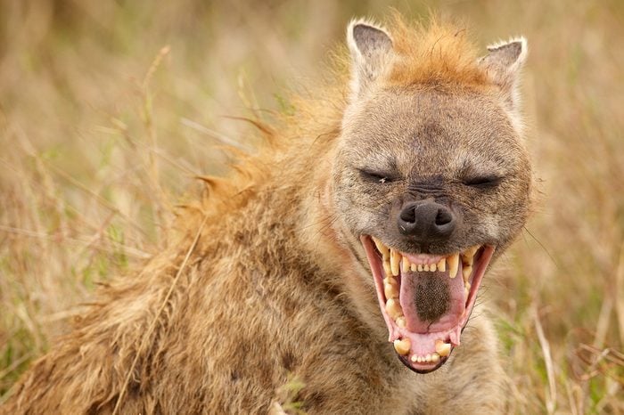 Hyena Laughing straight at the camera
