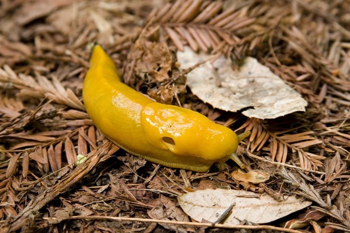 A Pacific Banana Slug (Ariolimax columbianus) makes it way along the redwood forest floor in the Santa Cruz Mountains of Northern California.