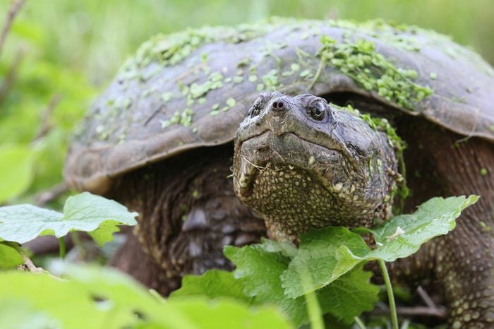 Snapping turtle with green leaves.