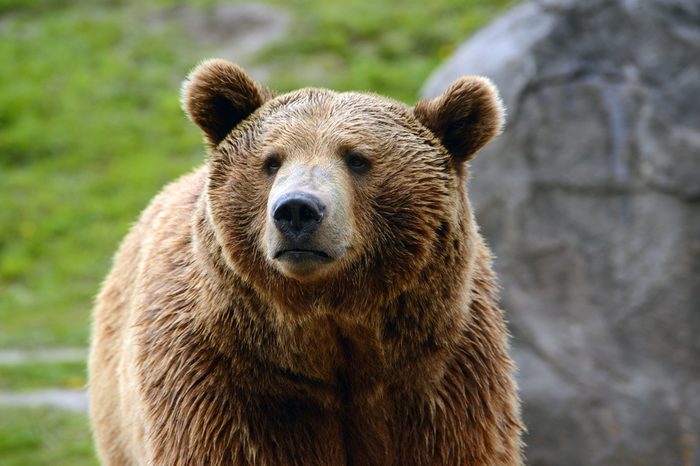 Grizzly bear closeup