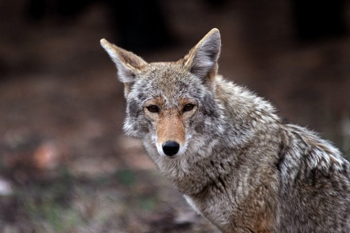 Coyote (Canis latrans) in the wild, but showing little fear of humans