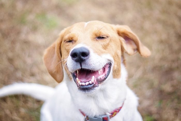 Happy Smiling Dog
