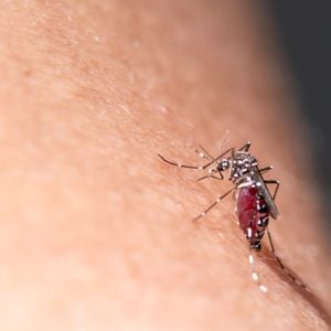 Close up of Aedes mosquito Sucking blood