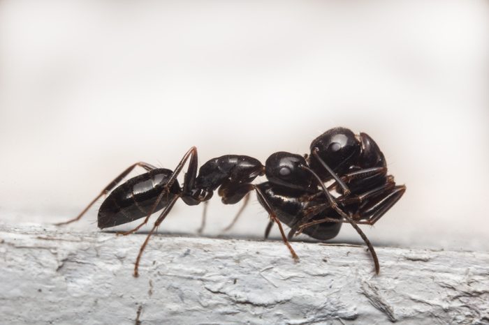 Close up macro black ant carrying a wounded friend