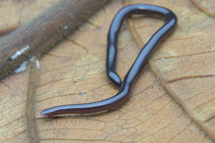 Brahminy blind snake (Ramphotyphlops braminus) very small snake,very active at night. blind snake species found mostly in Africa and Asia, but has been introduced in many other parts of the world.