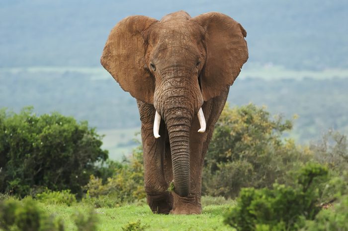 African Elephant, Loxodonta africana, bull, male, Addo Elephant Park, South Africa