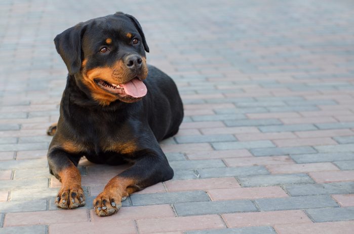 Rottweiler dog lying on pavement outside