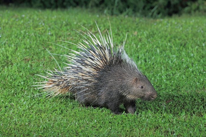 Porcupine Hair Catcher (Sage Green) 