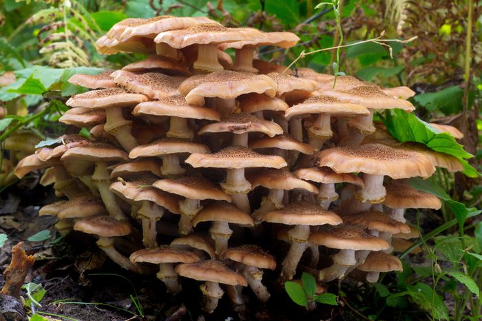 Large group of fully grown edible mushrooms from the Armillaria mellea complex (known as Honey Fungus) growing on a wood stump in autumn forest