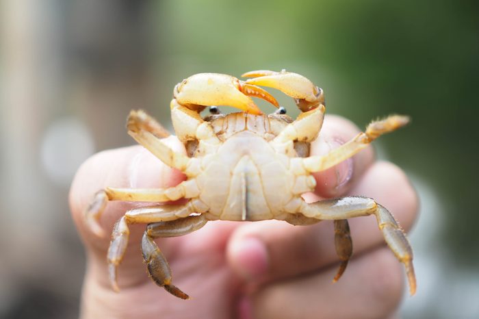 Crab Crab Crab