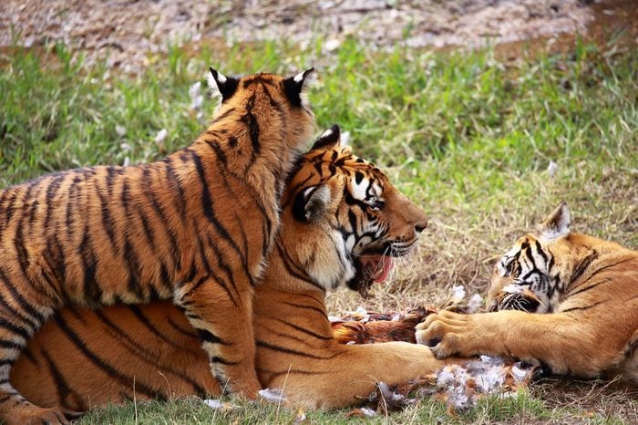 Ten endangered animals, the first class of national protected animals --- Southern China, China tiger daily