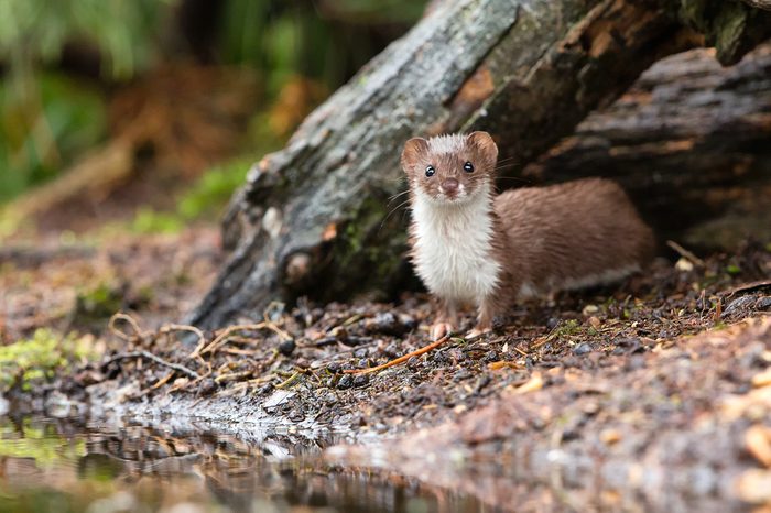 Least weasel hunting for mice