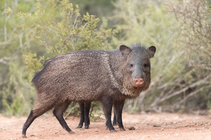 javelina or skunk pigs drinking from pond
