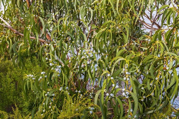 Long green leaves and gum seeds, flower bud of Tasmanian blue gum evergreen tree with blue sky, Autumn in Tasmania, Australia (Eucalyptus globulus)
