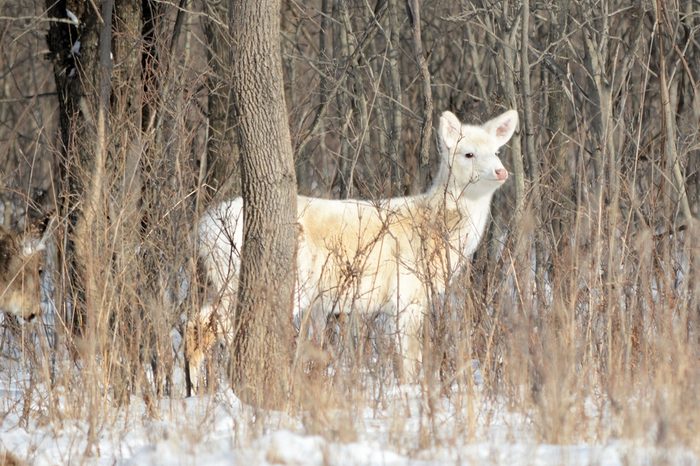 Seneca White Deer