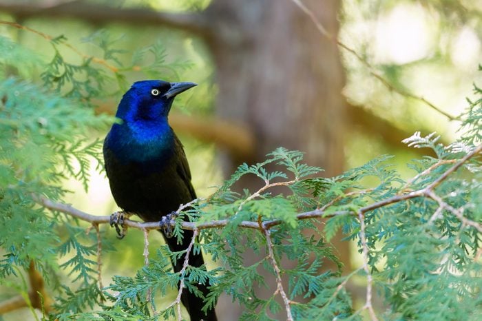 Common Grackle searching for food in a boreal forest in north Quebec, Canada.