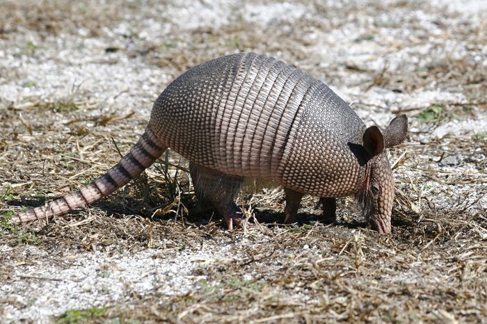 Young NIne-Banded Armadillo Looking for Insects