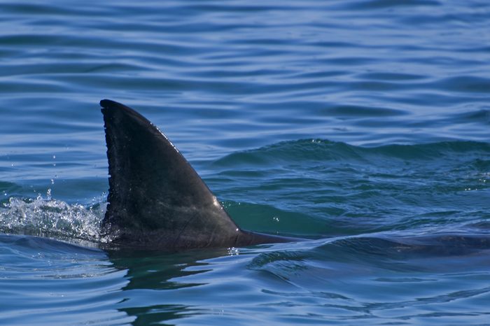 Great white shark: First dorsal fin