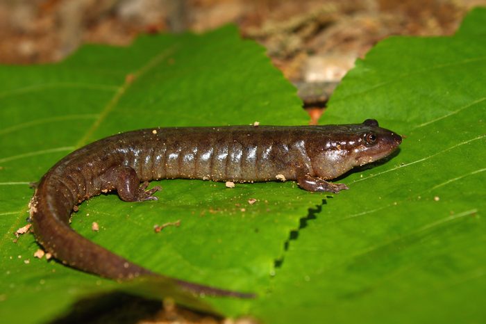 Dusky Salamander (Desmognathus conanti) in the southern United States