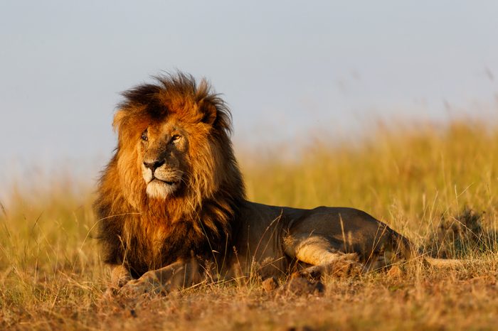 Famous Lion Scarface enjoys the first rays of sunshine in Masai Mara, Kenya